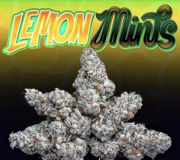 Buy Lemon Mints Jungleboys Online